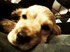 Gorky